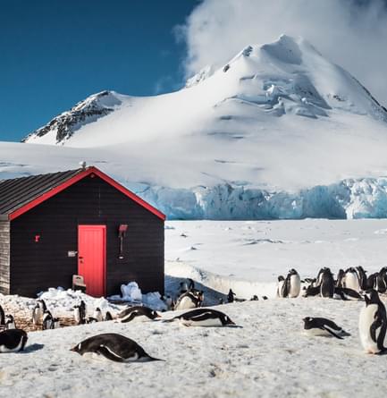 antarctica cruise chile argentina penguins