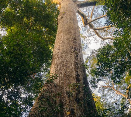 Ceiba at Refugio Amazonas by Carlos Gonzales