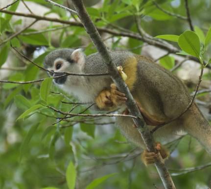 Ecuador Amazon Squirrel Monkey hiding in branches