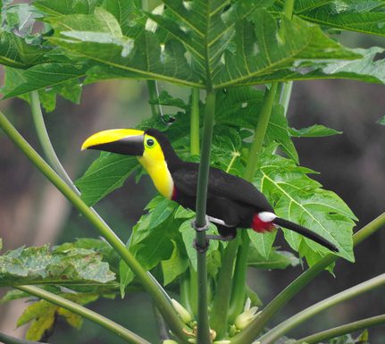 Ecuador Choco toucan at El Monte Mindo Chris Bladon