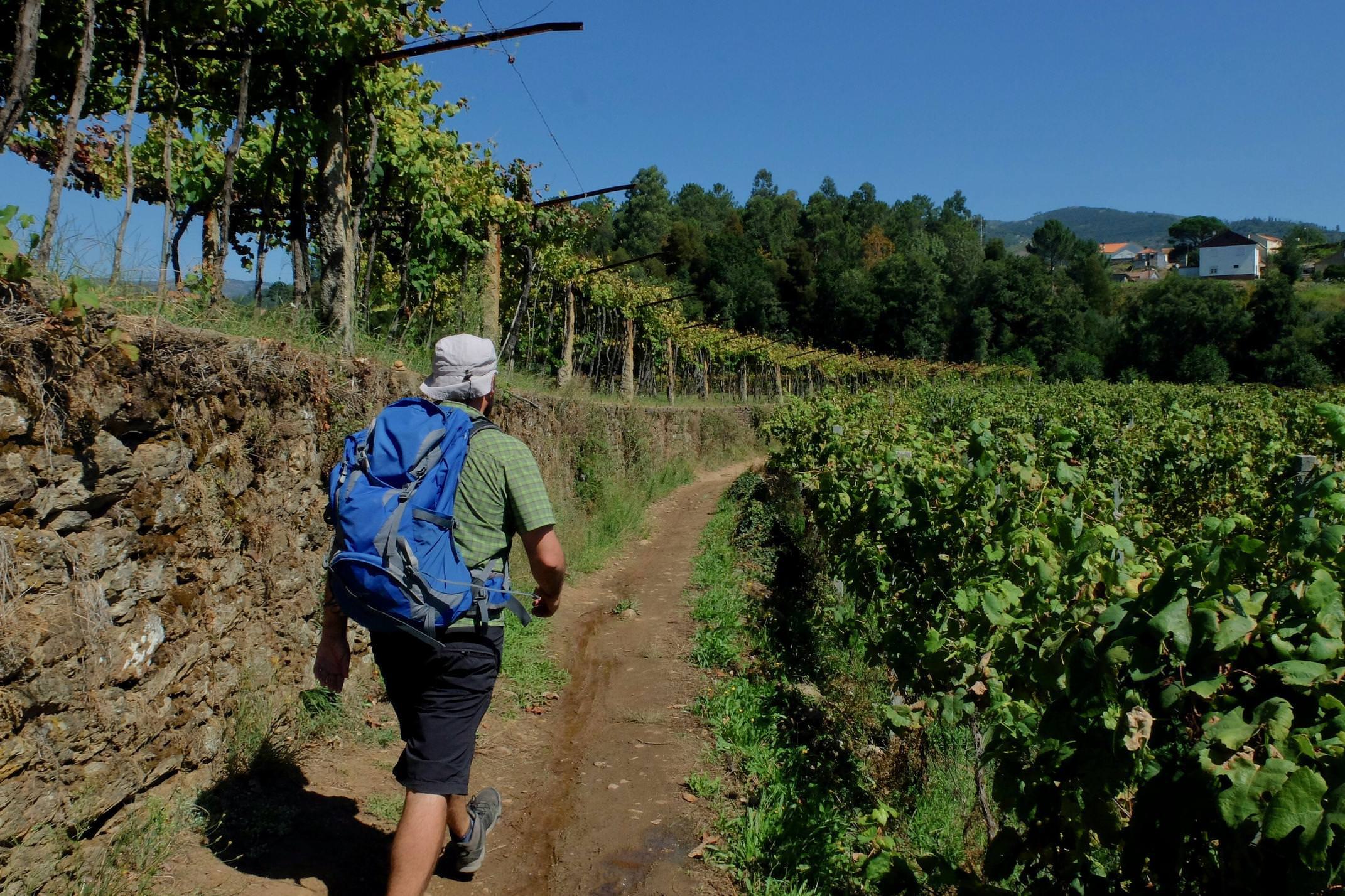 Portugal Minho Caminho Caminho Portugues walking through vineyards