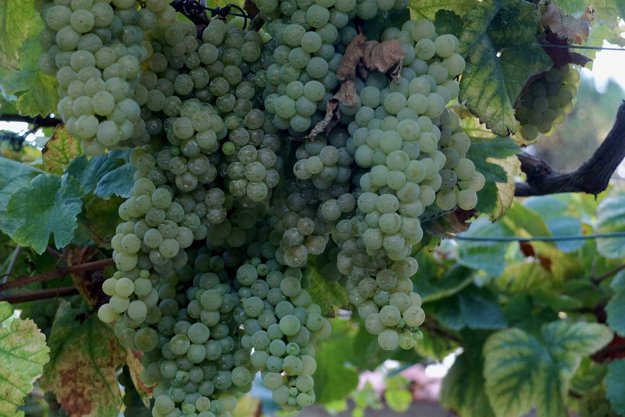 Portugal Minho Quinta do Ameal grapes