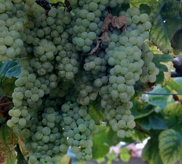 portugal quinta do ameal minho grapes