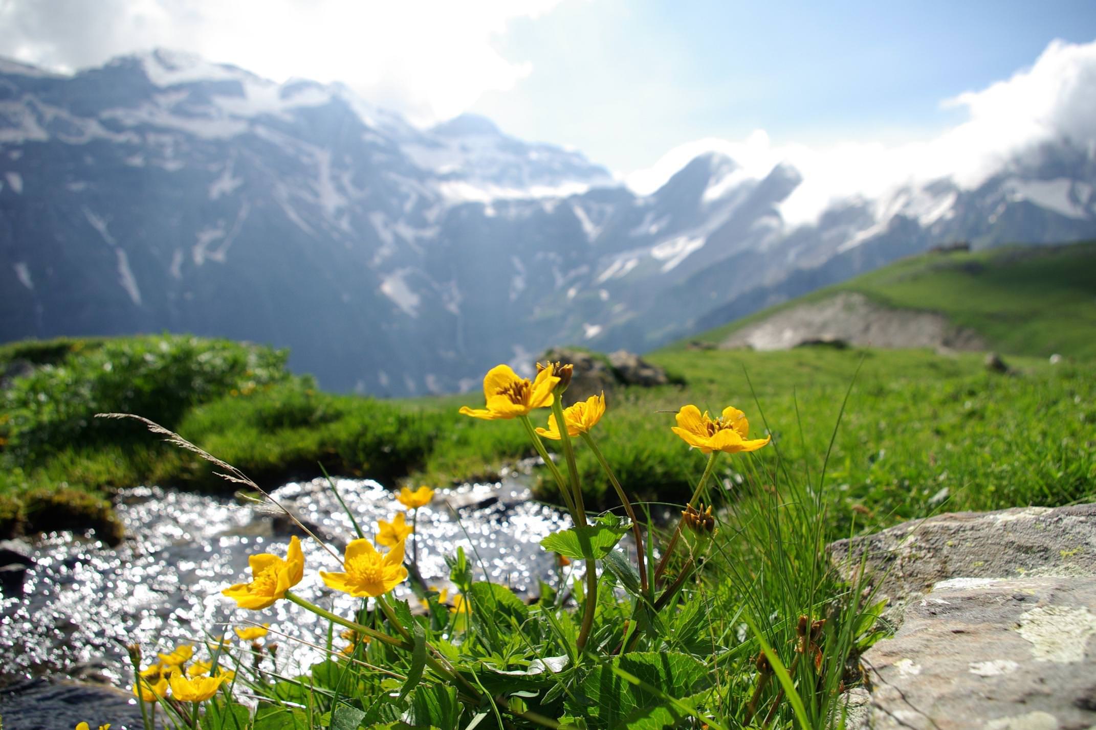 Spain Pyrenees Monte Perdido flowers