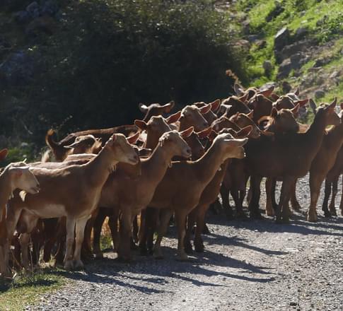 goats on trail in andalucia