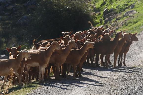 goats on trail in andalucia