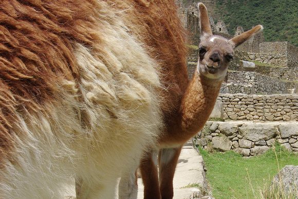 baby llama at machu picchu