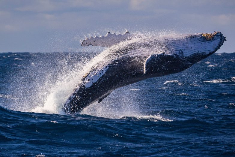 Adult humpback whale breaching off sydney austral 2025 02 09 18 12 09 utc