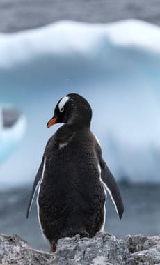 Antarctic peninsulal orne island gentoo penguin iceberg 3 c diego