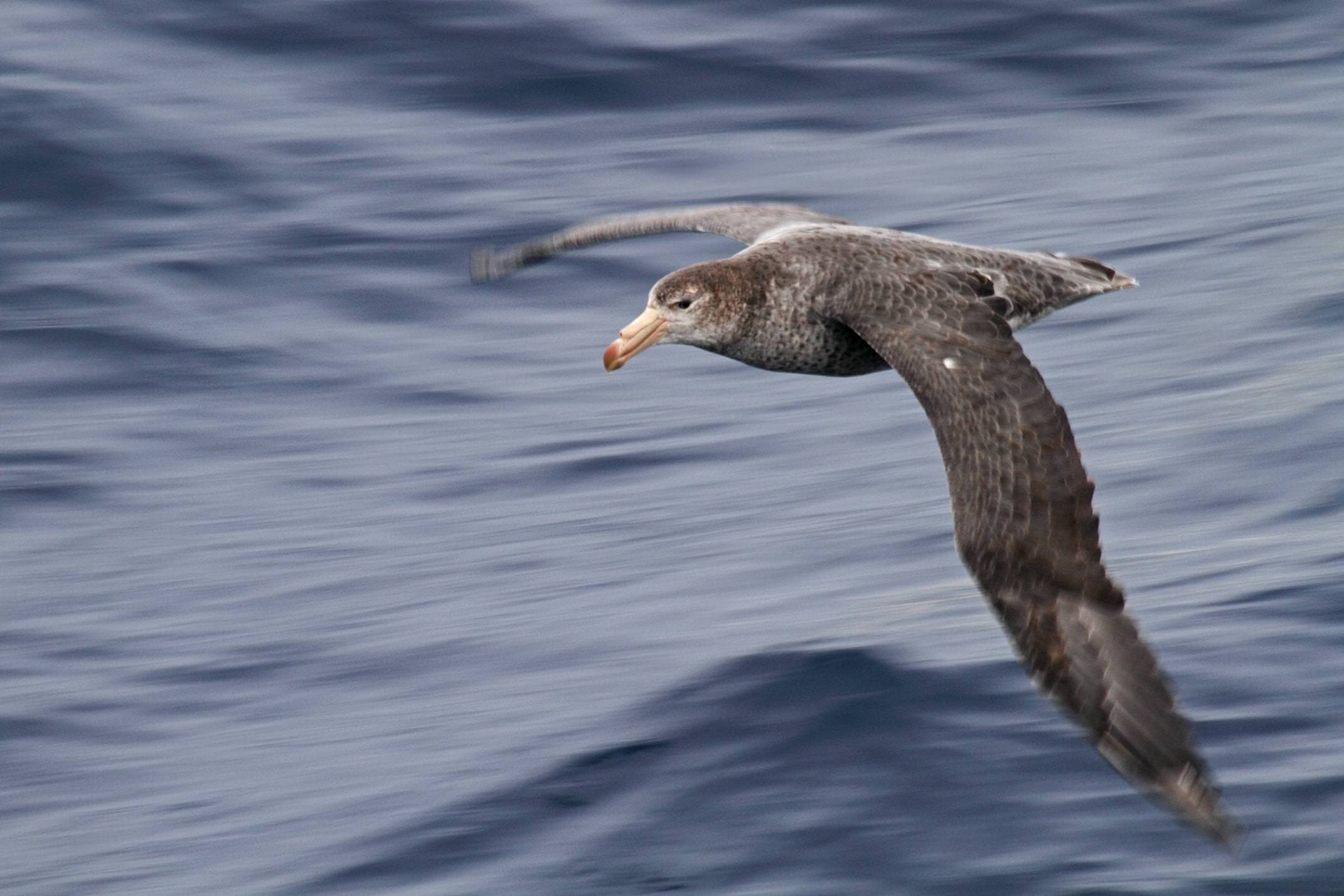 Antarctica drake passage giant petrel flying morgens trolle