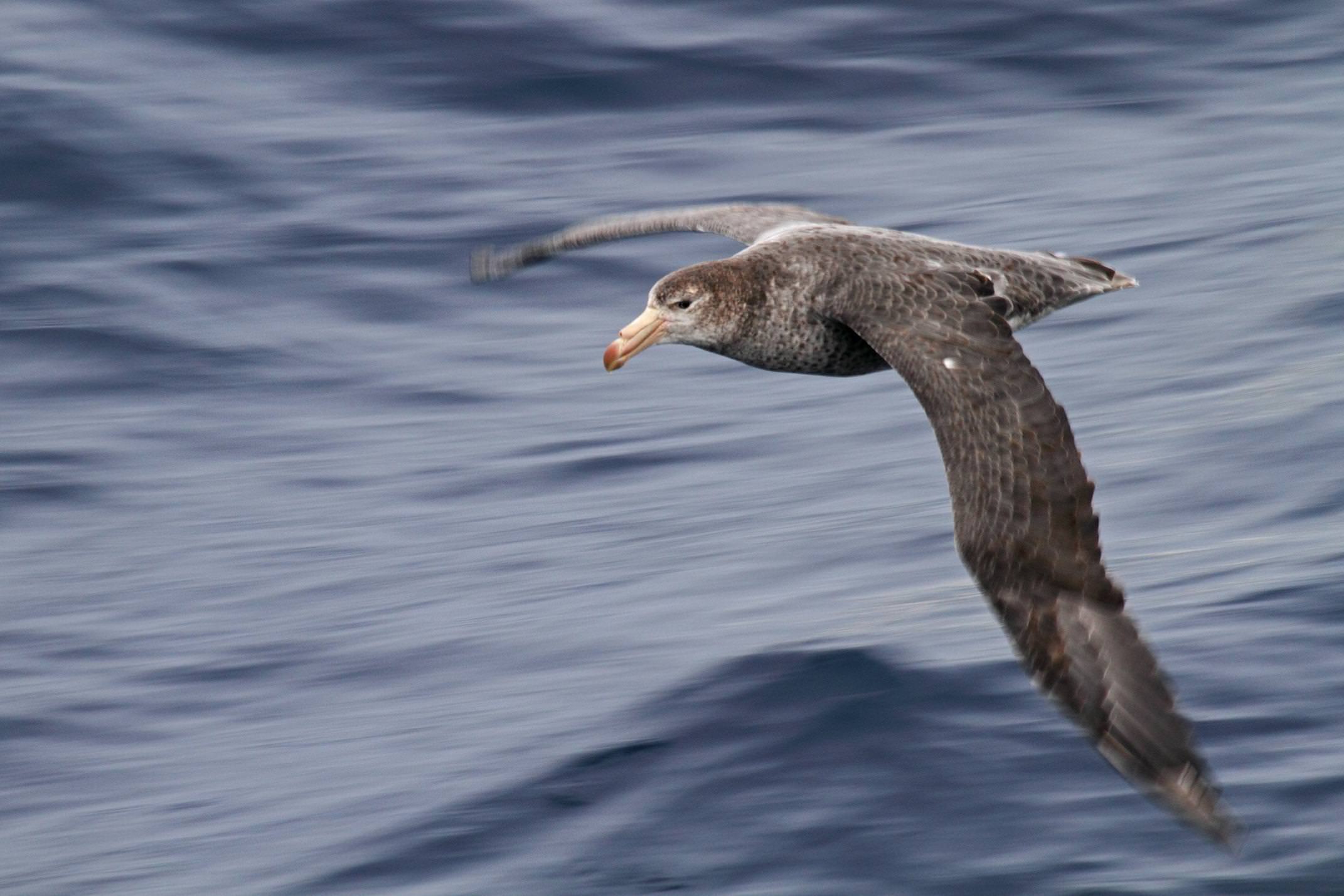 Antarctica drake passage giant petrel flying morgens trolle