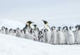 Antarctica emperor penguins snow hill island c Ilja Reijnen Oceanwide Expeditions