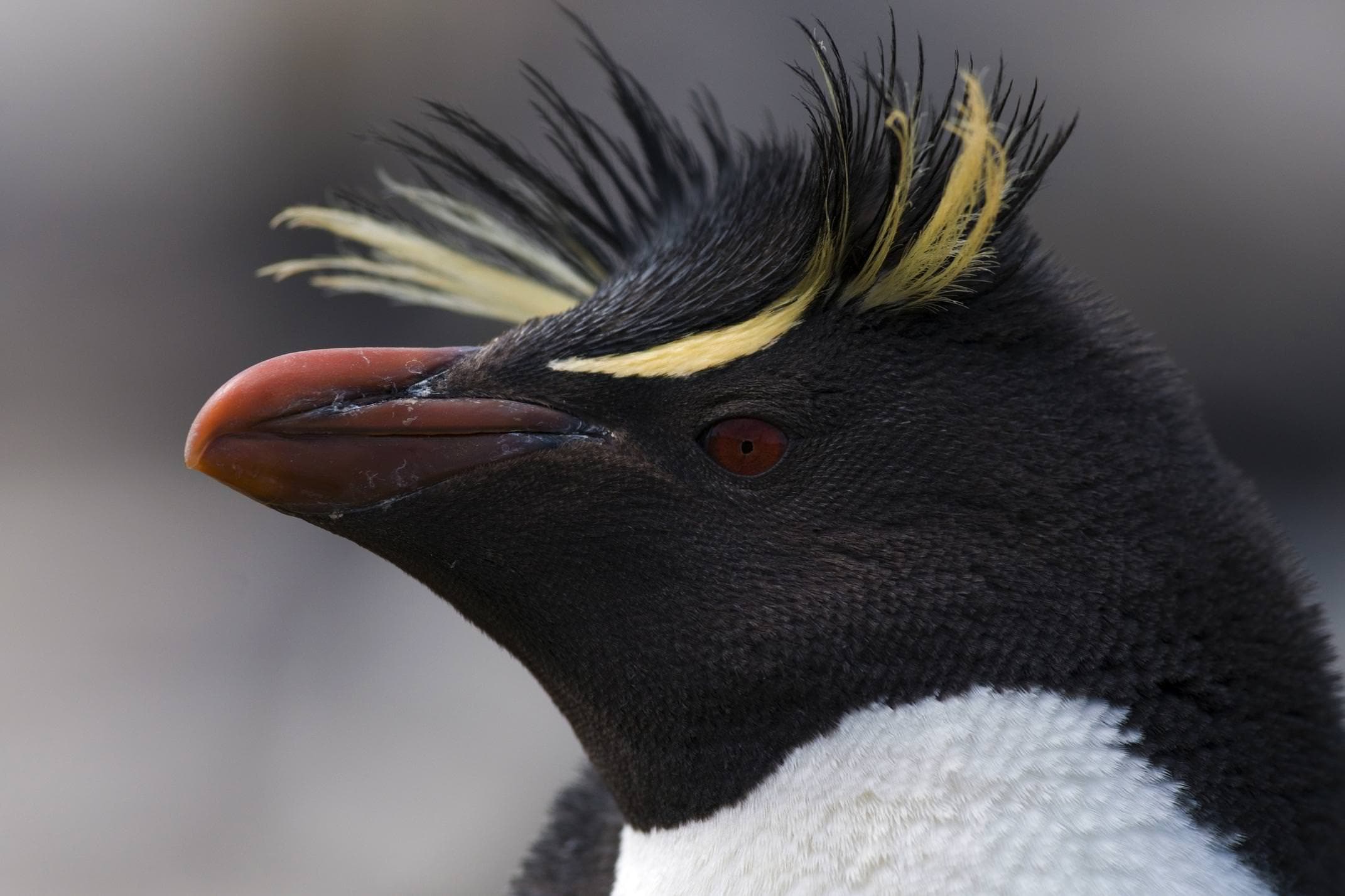 Antarctica falklands islands rockhopper penguing close up