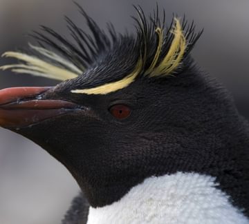 falklands islands