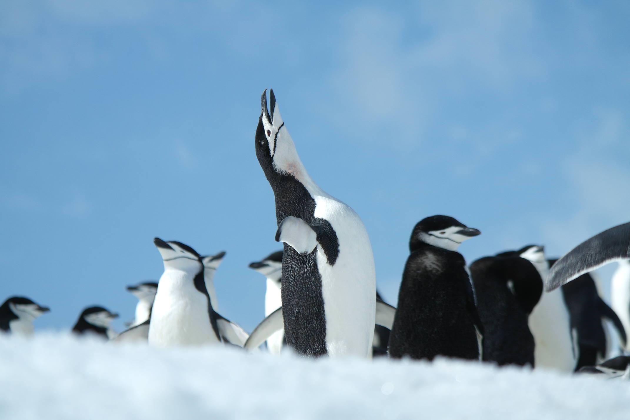 Antarctica half moon island chinstrap full mating call