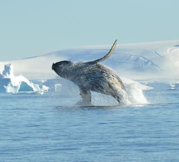 antarctica humpback whale