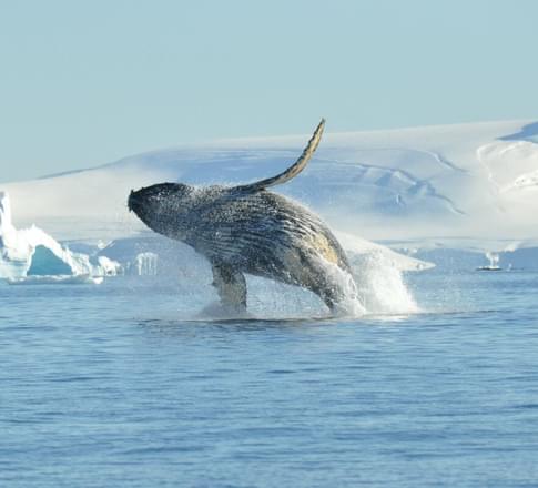 antarctica humpback whale