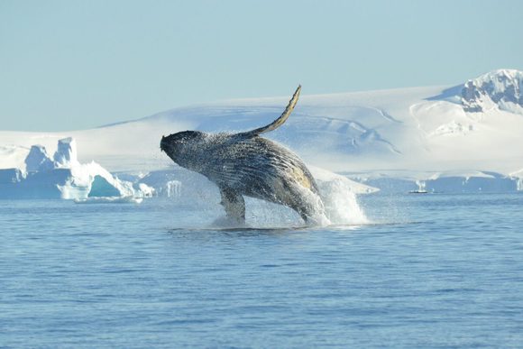 humpback whale antarctica