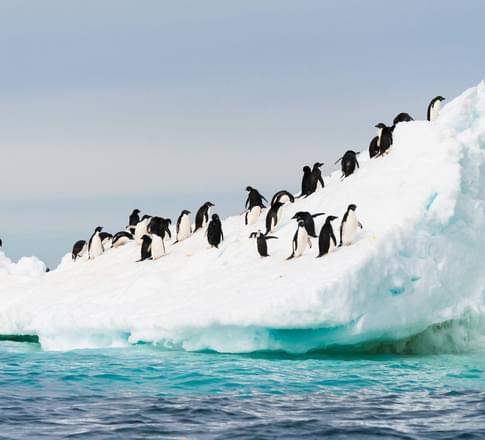 Antarctic peninsula orne island gentoo penguin iceberg
