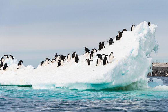 Antarctic peninsula orne island gentoo penguin iceberg