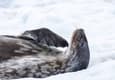 Antarctica peninsula cuverville island wedell seal 2 c diego