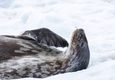 Antarctica peninsula cuverville island wedell seal 2 c diego