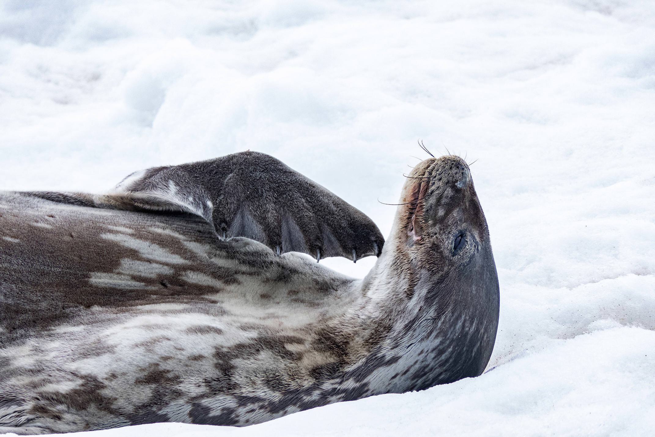 Antarctica peninsula cuverville island wedell seal 2 c diego