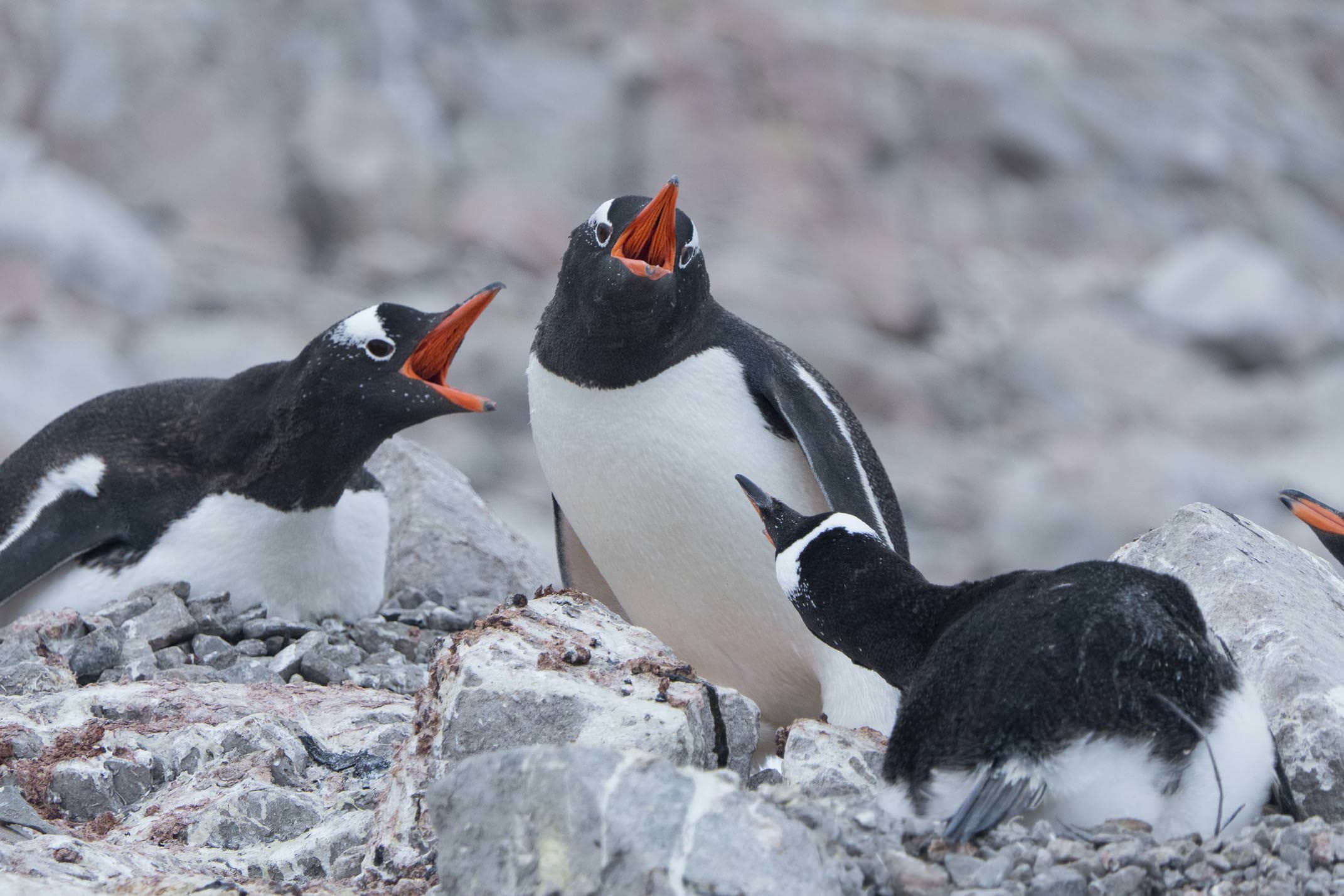 Antarctica peninsula guerlache strait gentoo penguins fighting c diego