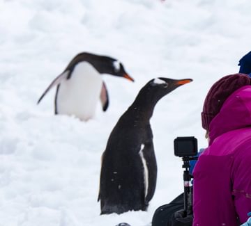 penguin antarctica