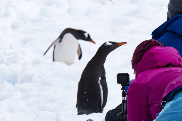 penguin antarctica