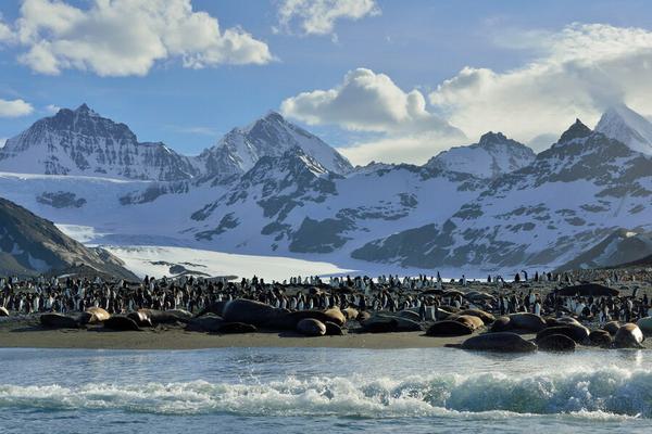 Antarctica south georgia c Martin van Lokven