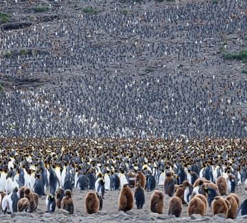 king penguins south georgia