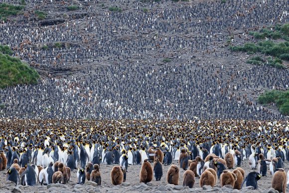 king penguins south georgia