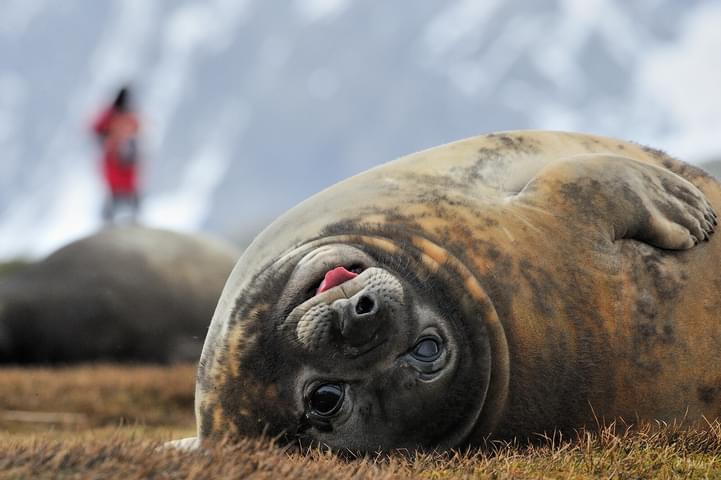 Antarctica south georgia elephant seal c Martin van Lokven Oceanwide Expeditions