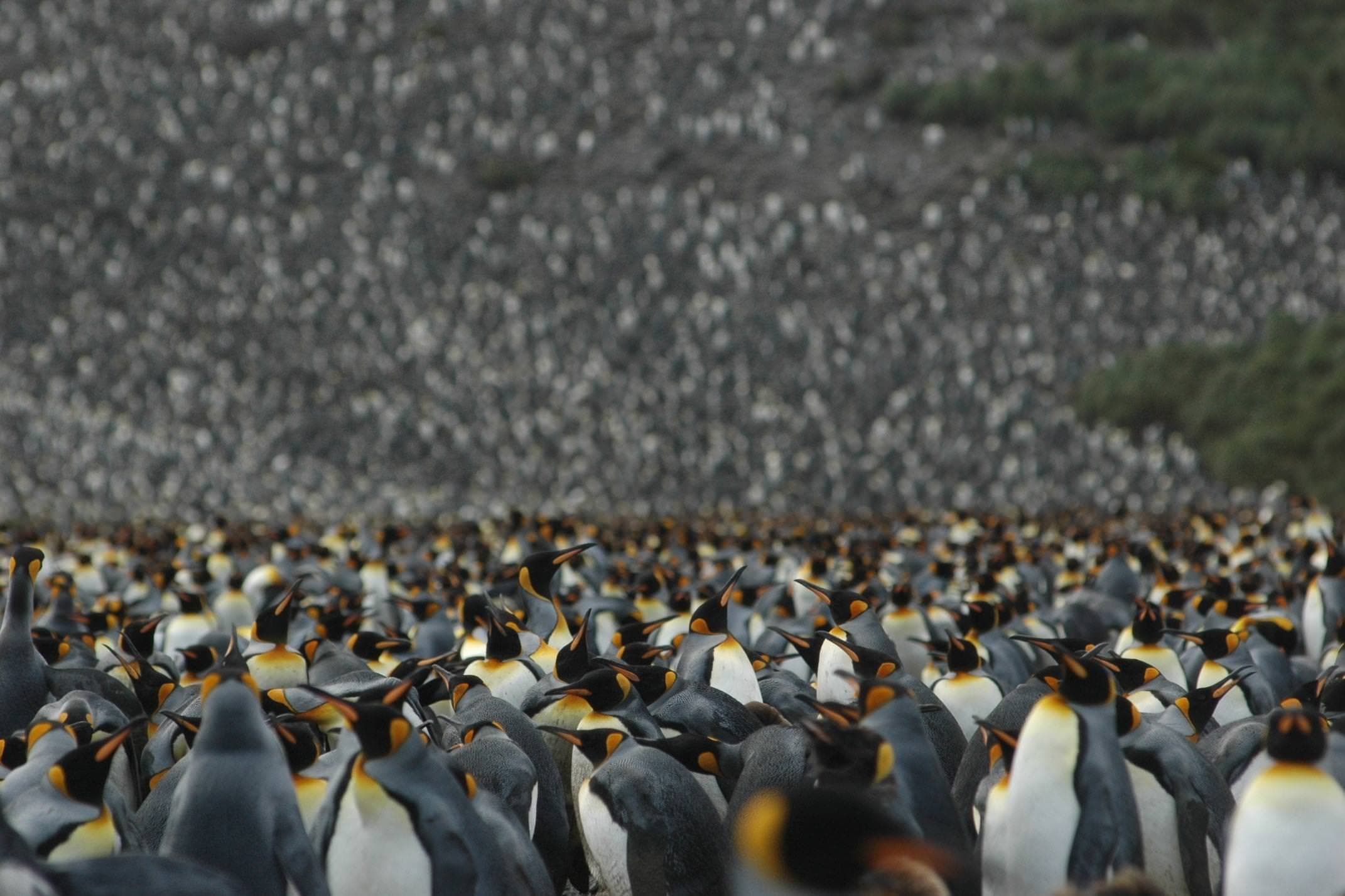 Antarctica south georgia emporer penguin colony copyright one ocean expeditions