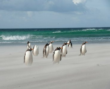 Falkland Islands