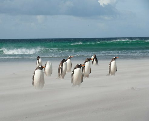 Falkland Islands