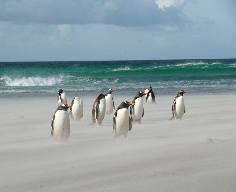 Falkland Islands