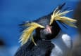 Antarctica tristan island rockhoppers c oceanwide expeditions