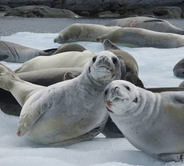 weddell seal