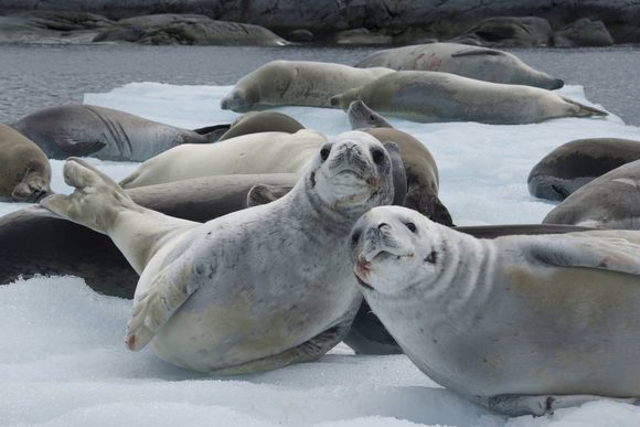 weddell seal