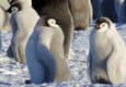 Antarctica emperor penguins c pura client sandra thomas2