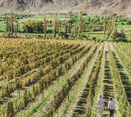 Argentina cafayate vineyard c socompa