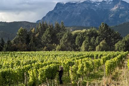 vineyard argentina patagonia andes