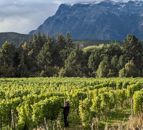 vineyard argentina trevelin patagonia