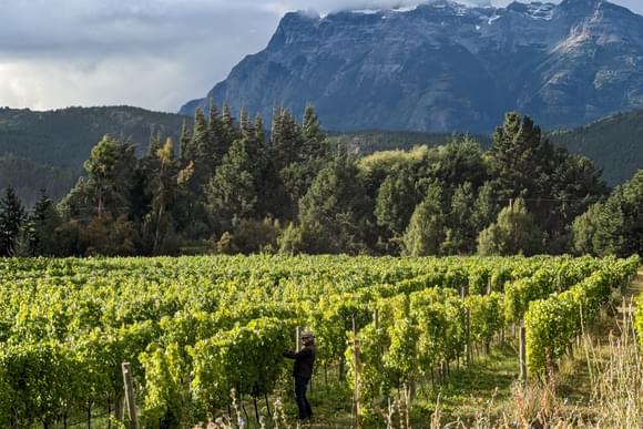 vineyard argentina patagonia andes