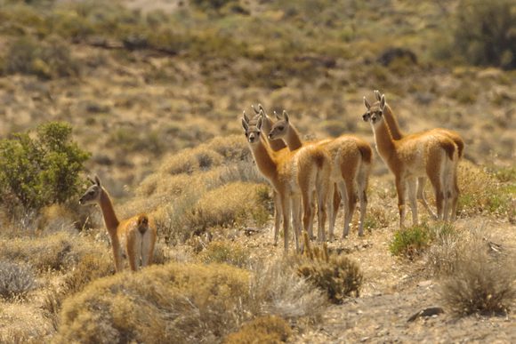 guanacos argentina patagonia piedra parada