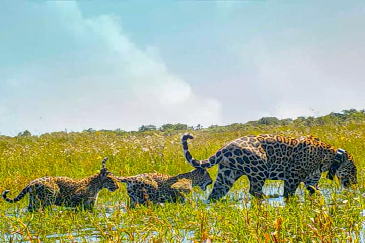Argentina ibera jaguar release c rewilding argentina16