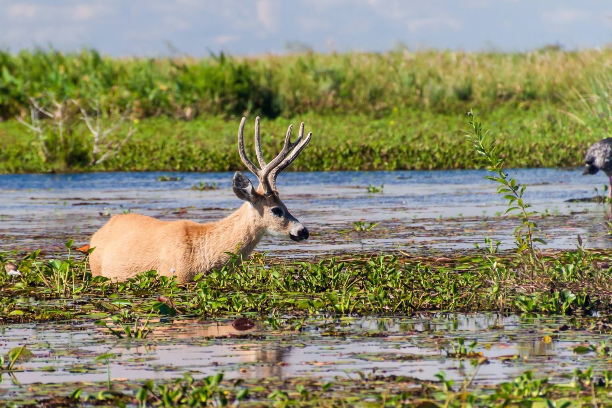 Argentina ibera marsh deer