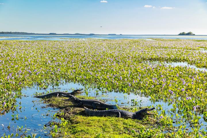 Argentina ibera rewilding wetlands Yacaré Negro c Florian Von Der Fecht